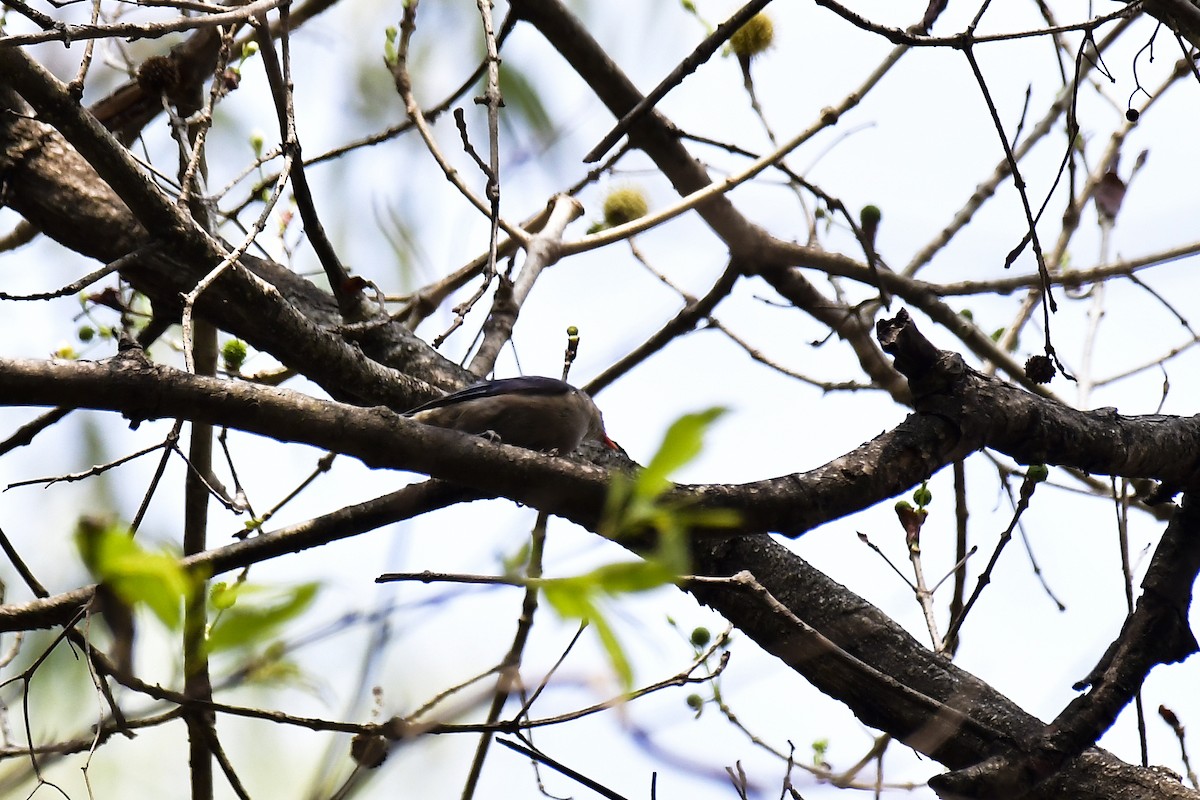 Velvet-fronted Nuthatch - Sathish Ramamoorthy