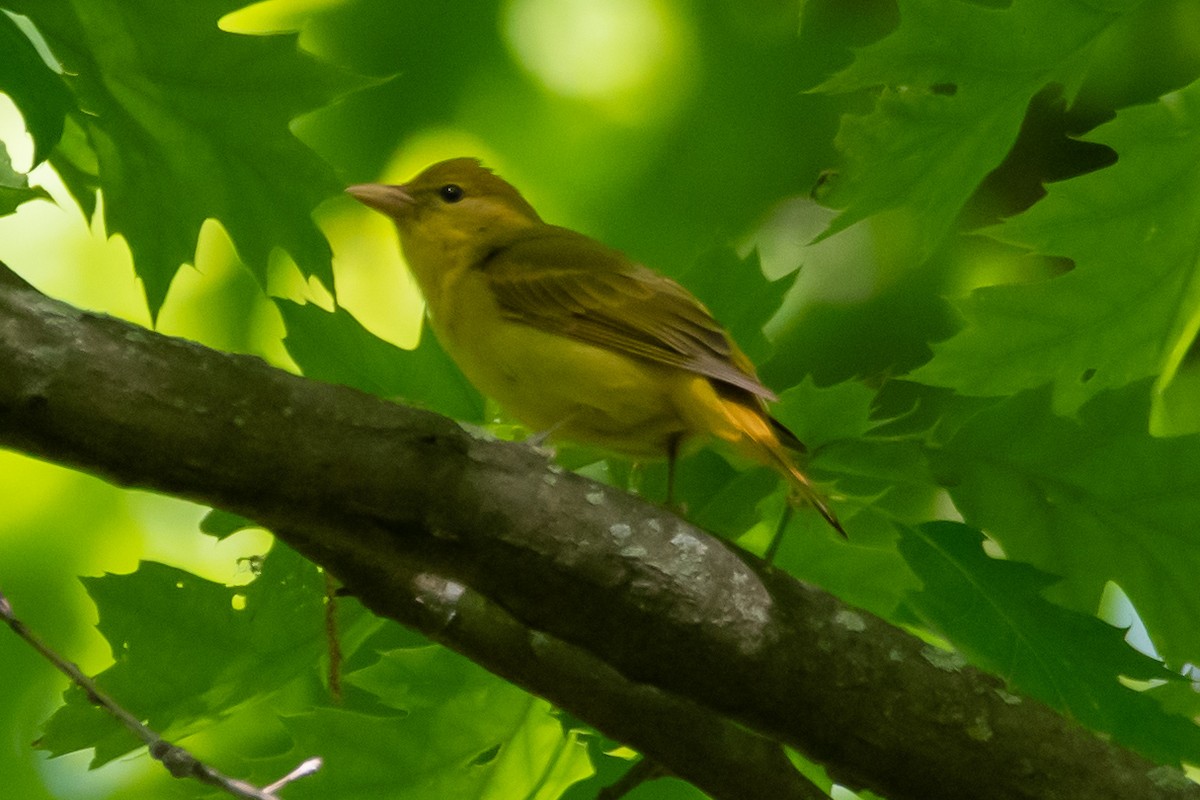 Summer Tanager - ML618887045