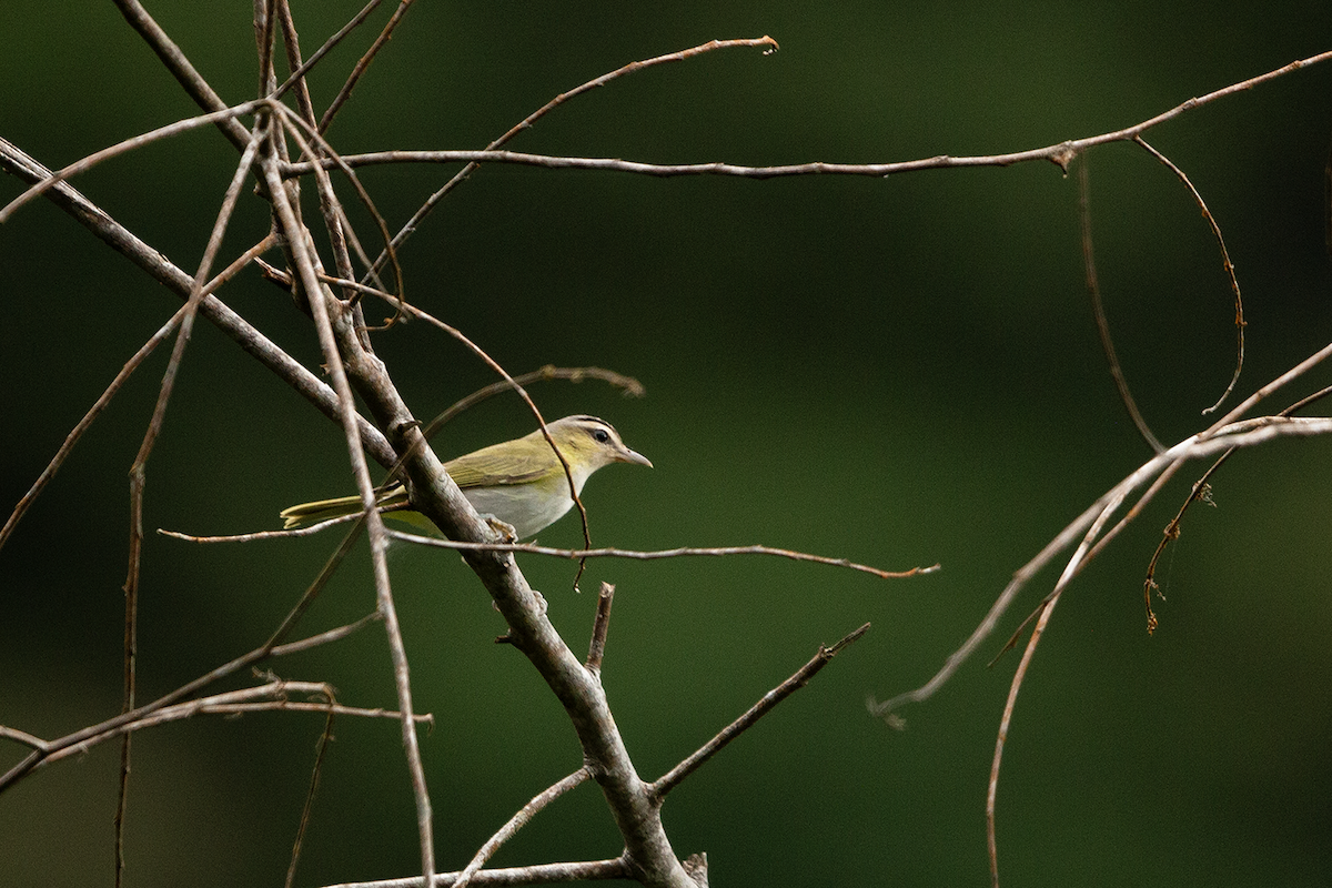 Vireo Chiví - ML618887050