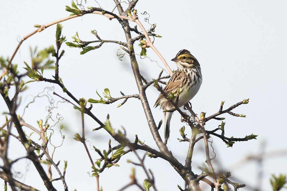 Savannah Sparrow - ML618887054