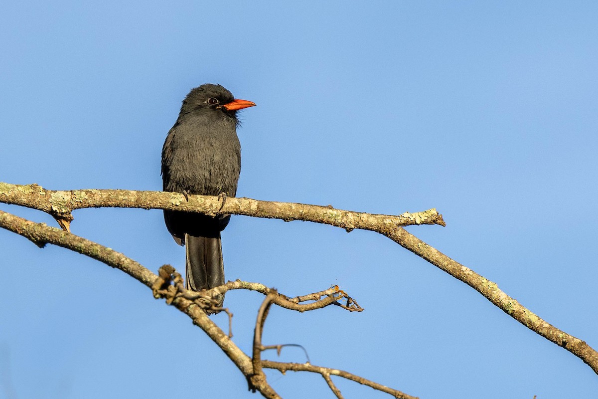 Black-fronted Nunbird - Fernando Calmon