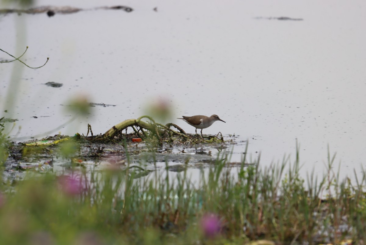 Common Sandpiper - Muhammadsoleh Oev