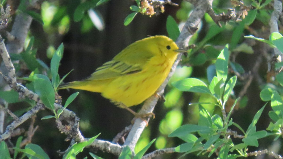 Yellow Warbler - Merri R