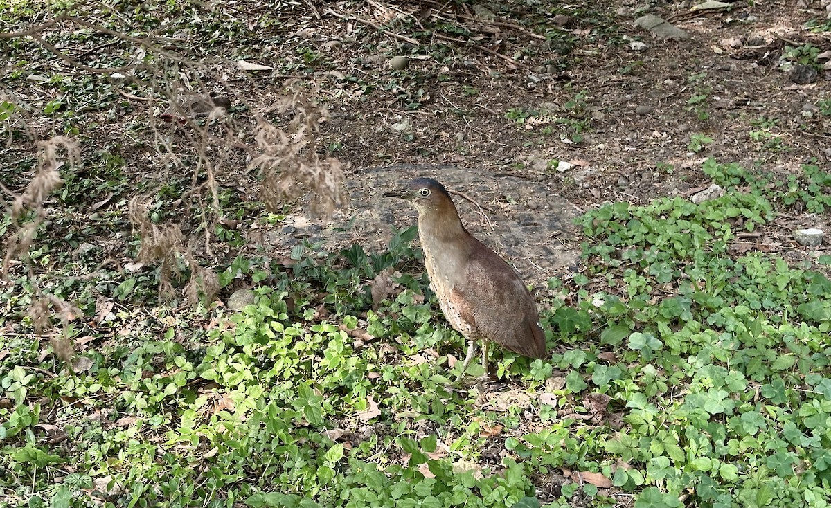 Malayan Night Heron - Alex Lin-Moore