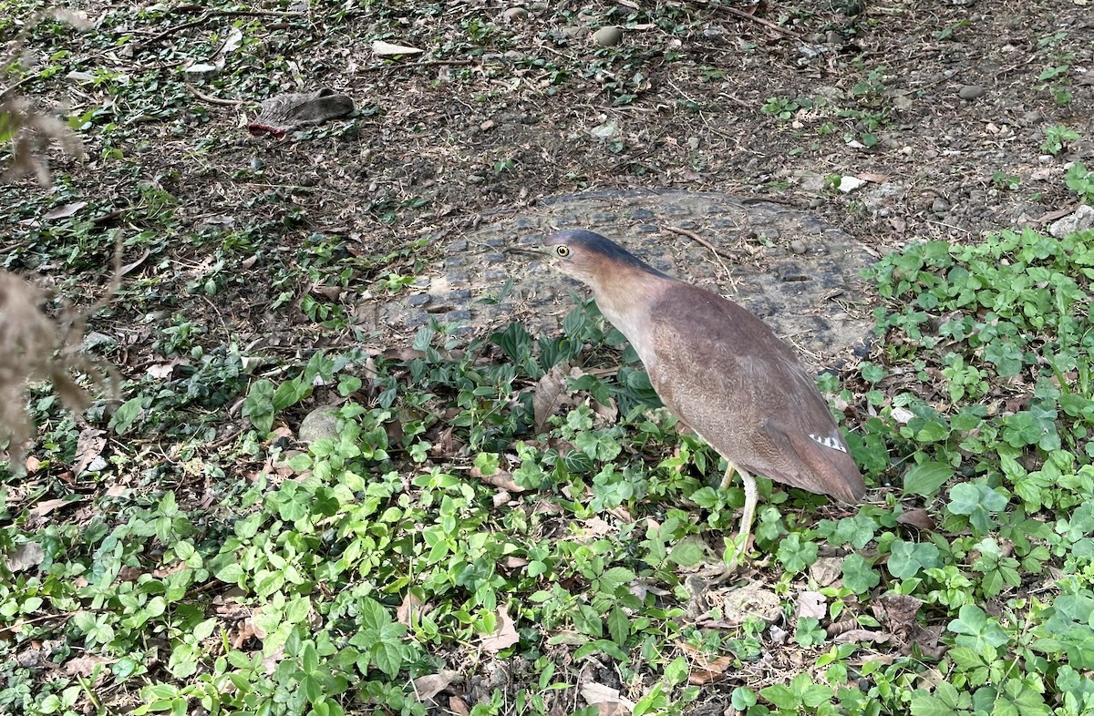 Malayan Night Heron - Alex Lin-Moore