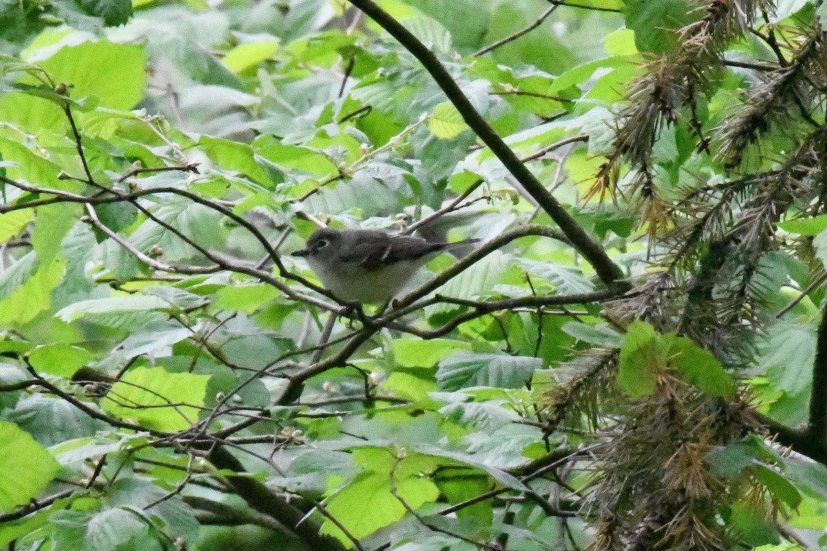 Cassin's Vireo - JJ Furuno