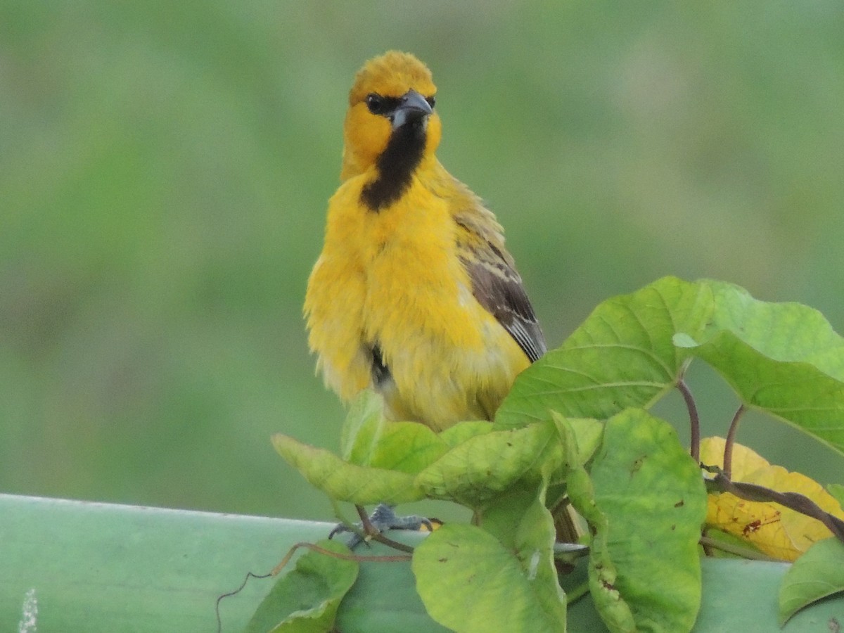 Yellow Oriole - Carolina Dávila