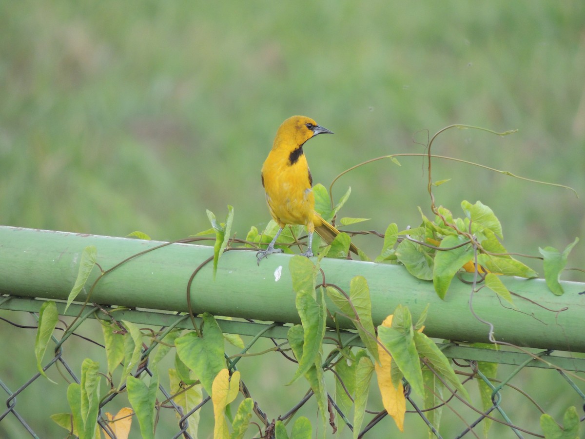 Yellow Oriole - Carolina Dávila