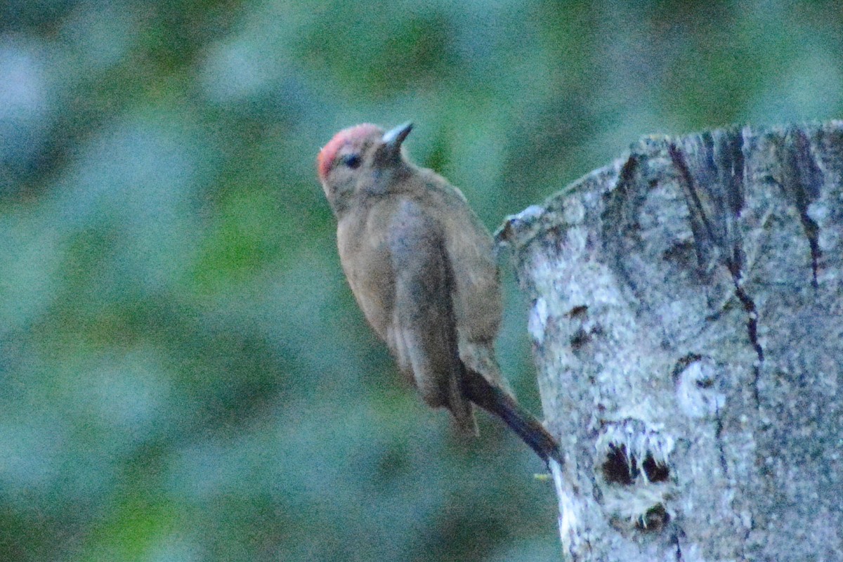 Smoky-brown Woodpecker - Diego Piñán