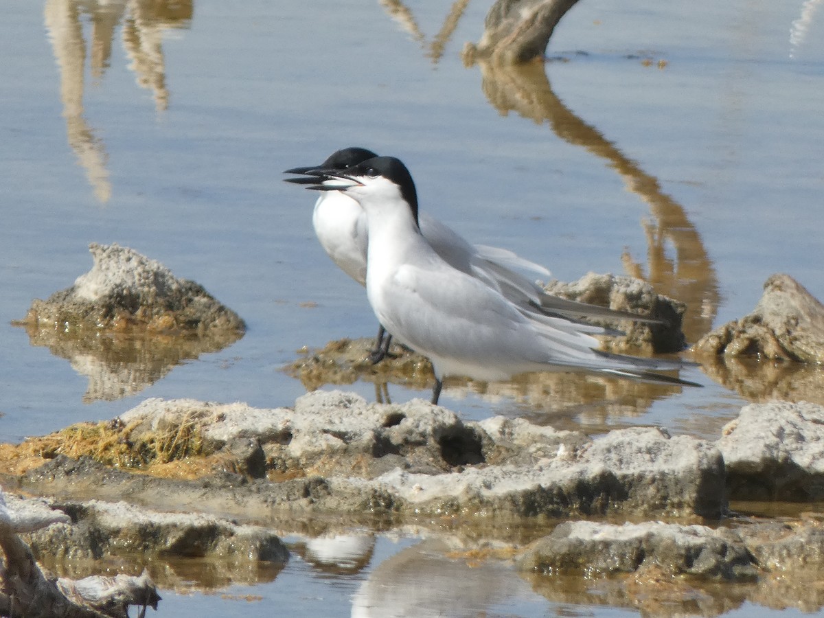 Gull-billed Tern - Tarra Lindo
