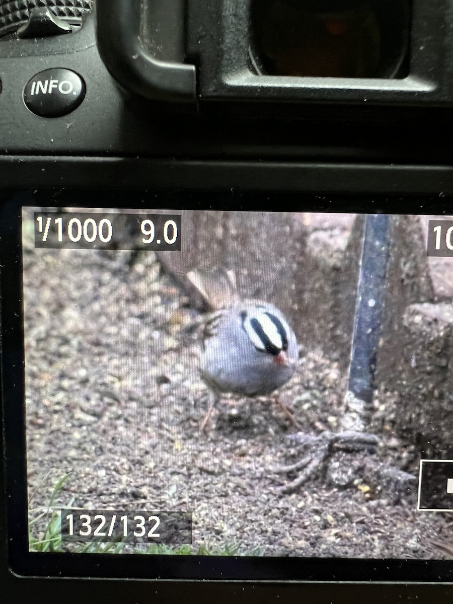 White-crowned Sparrow - ML618887136
