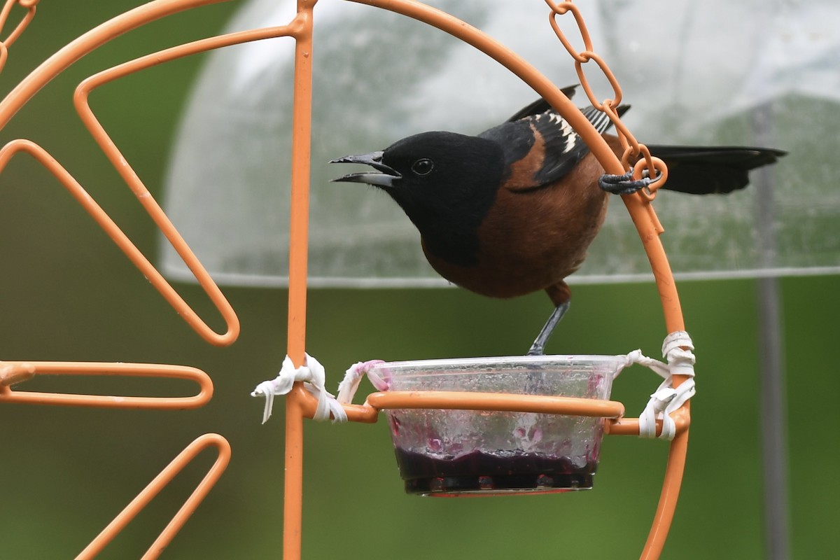 Orchard Oriole - ML618887139