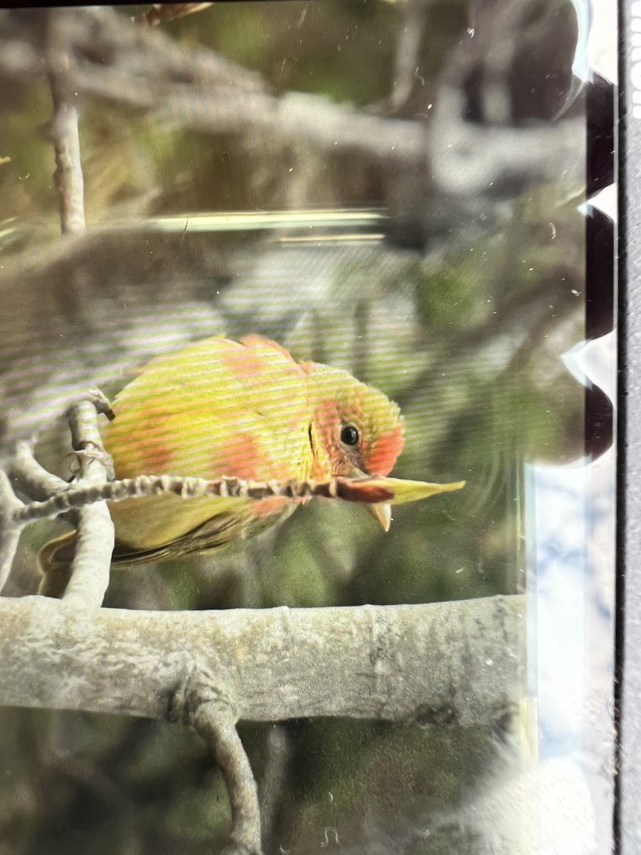 Summer Tanager - Andy Beim