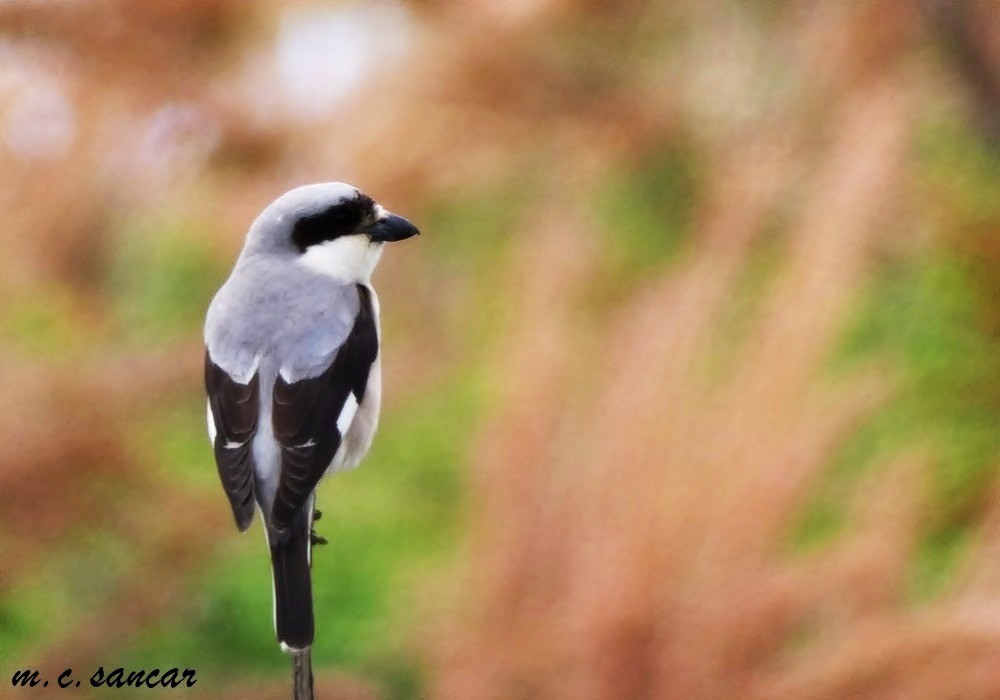 Lesser Gray Shrike - Mustafa Coşkun  Sancar