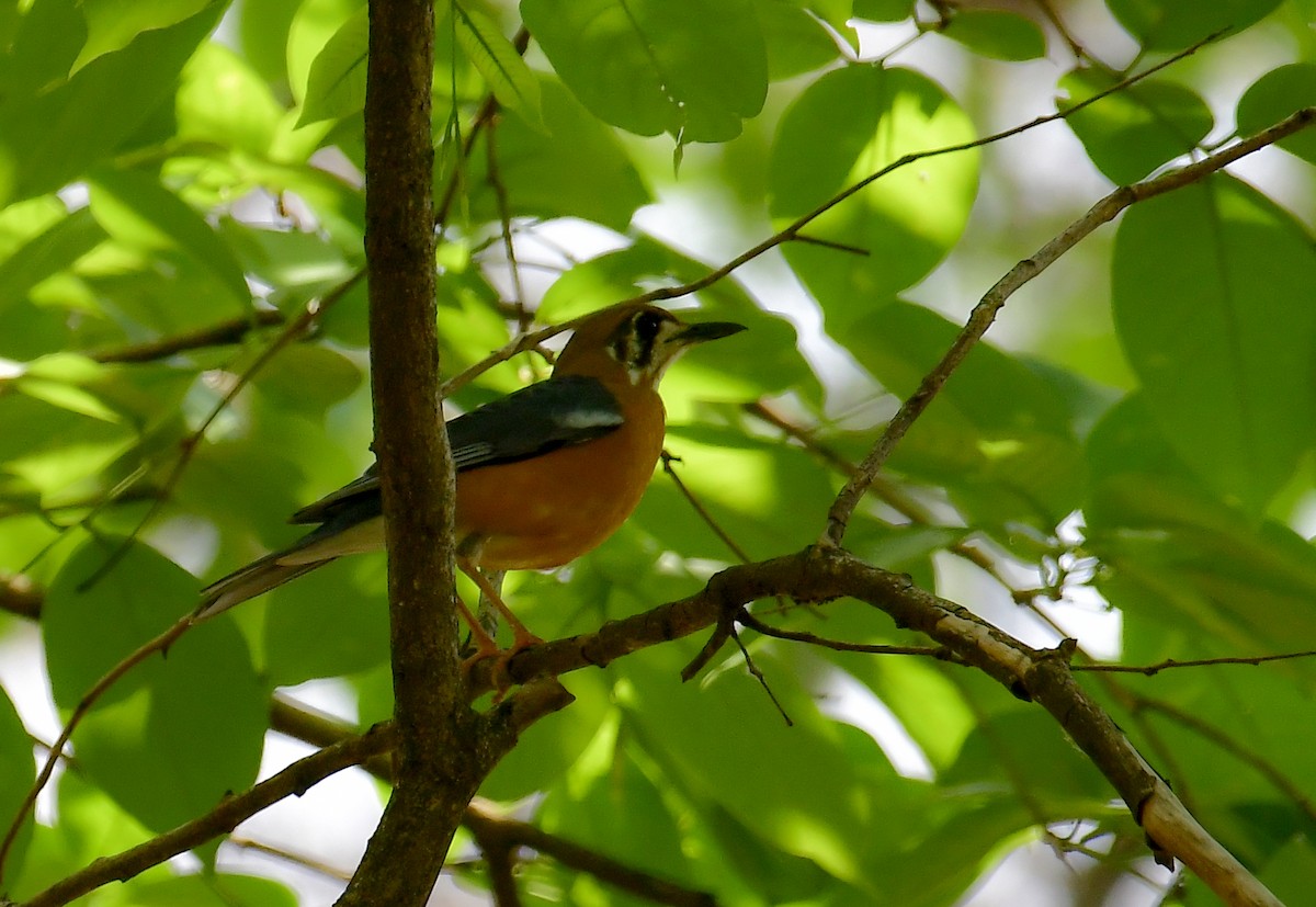 Orange-headed Thrush - Sathish Ramamoorthy