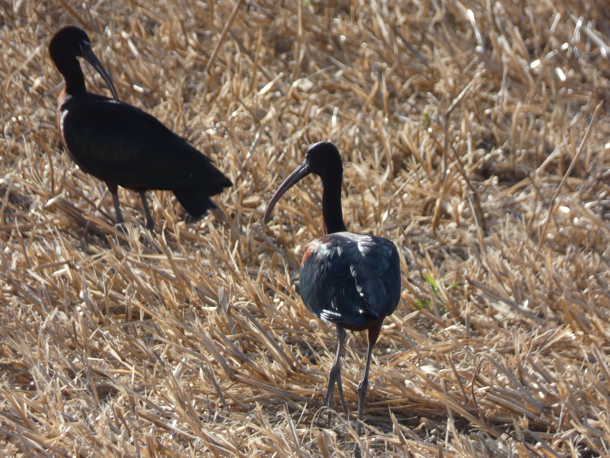 Glossy Ibis - ML618887164