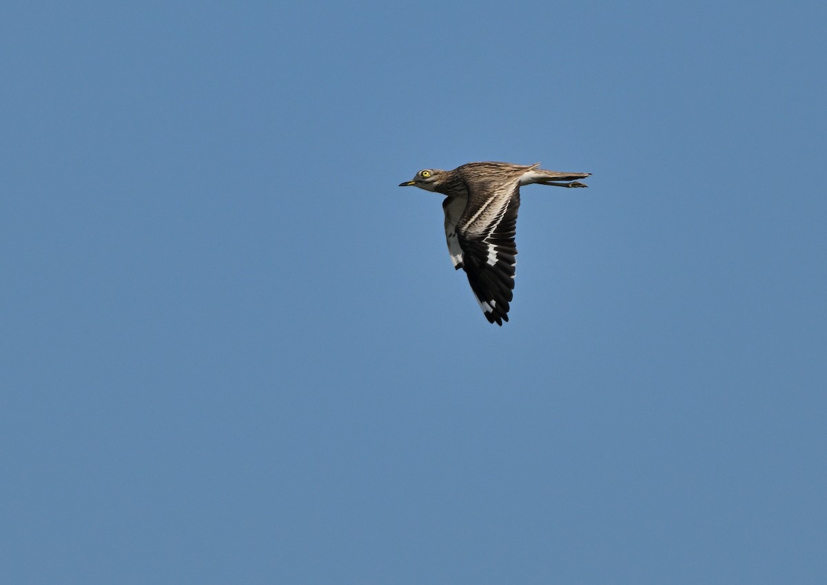 Eurasian Thick-knee - Luigi Gennari