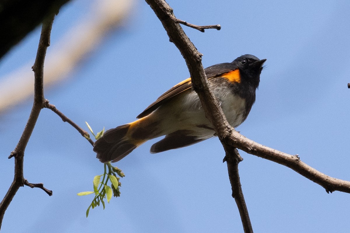 American Redstart - ML618887186