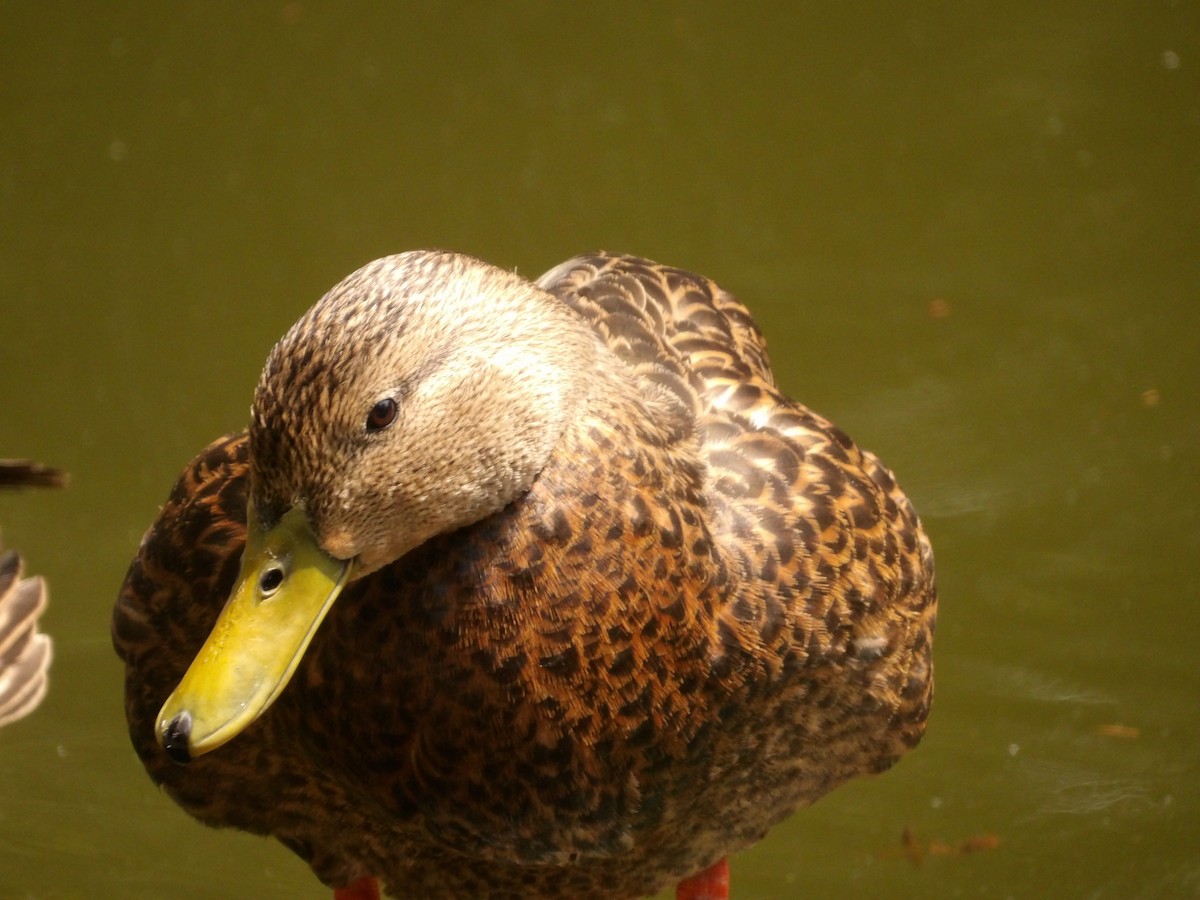 Mexican Duck - ML618887187