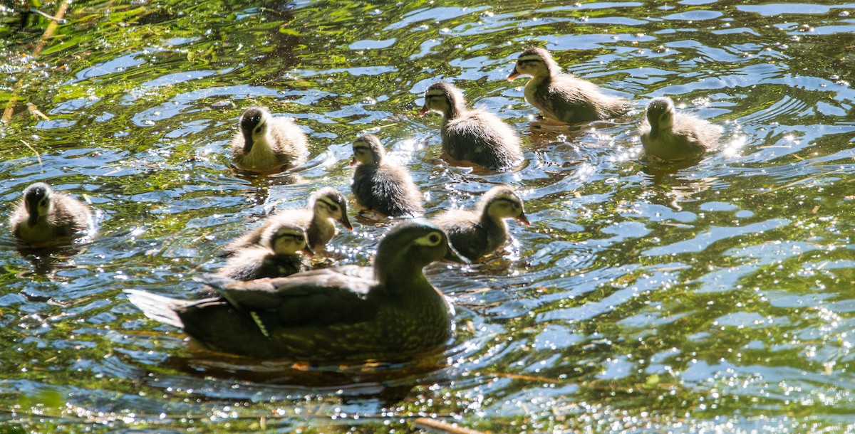 Wood Duck - ML618887188