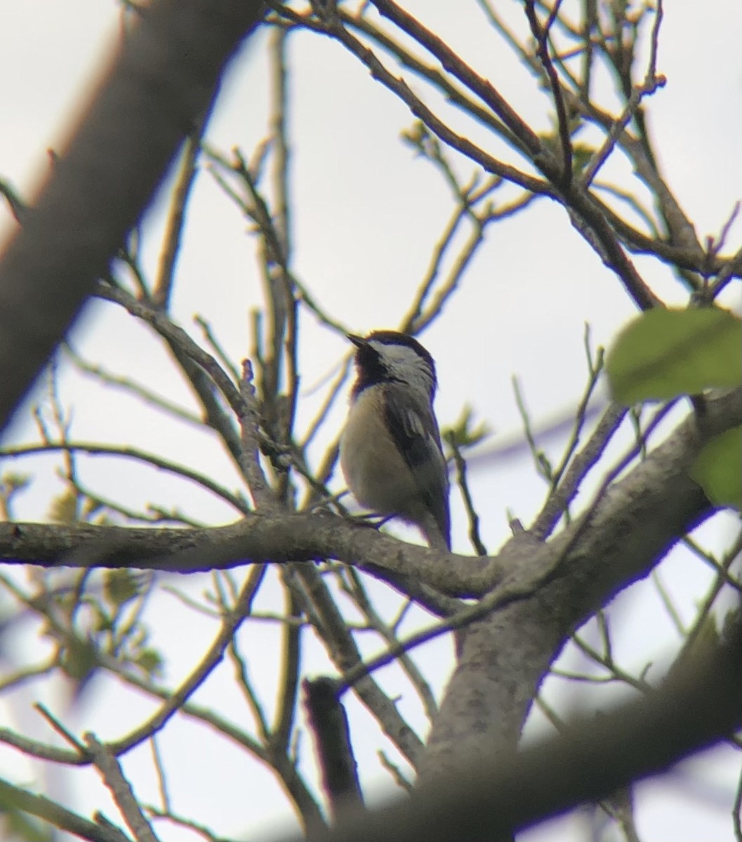 Black-capped Chickadee - ML618887195