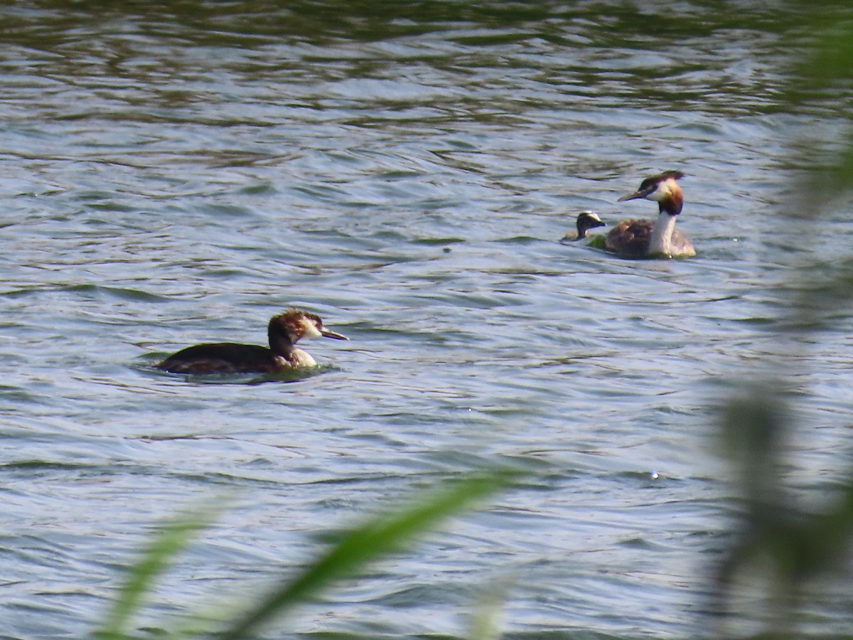 Great Crested Grebe - ML618887196