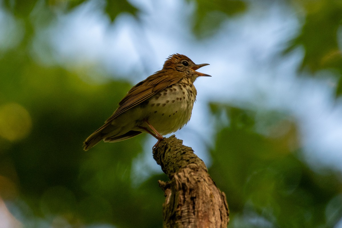 Wood Thrush - ML618887200