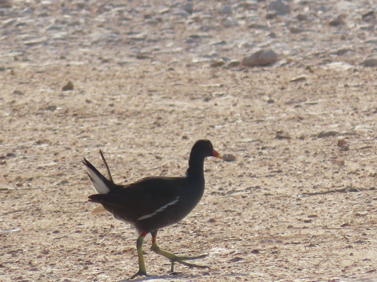 Eurasian Moorhen - ML618887205