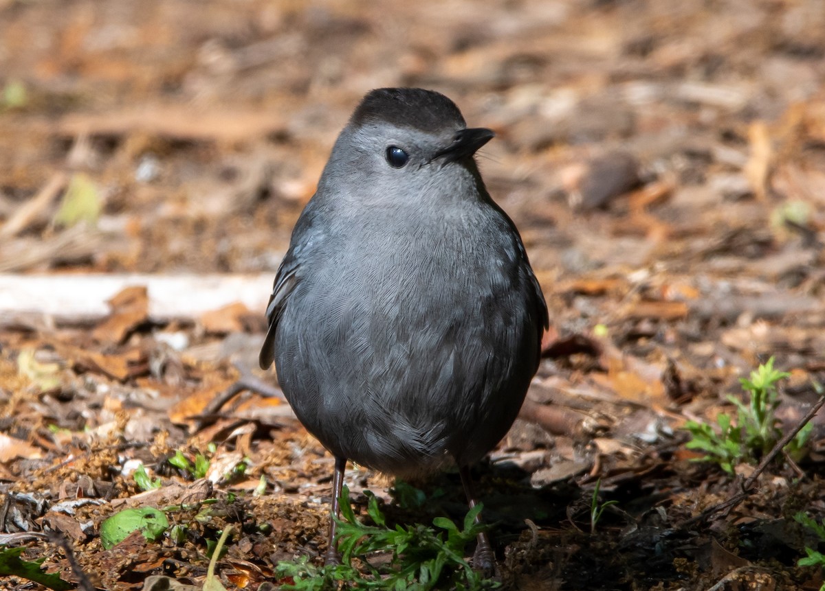 Gray Catbird - ML618887208