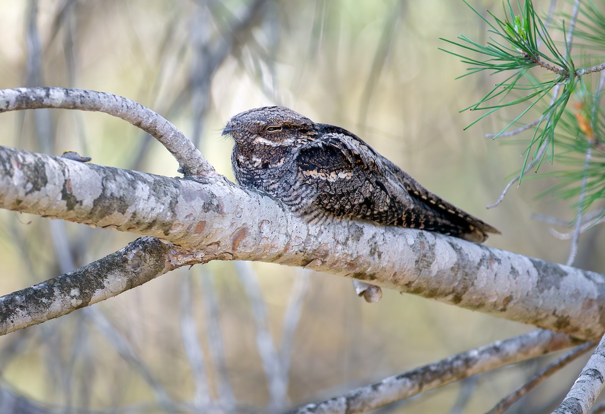 Eurasian Nightjar - Pablo Barrena