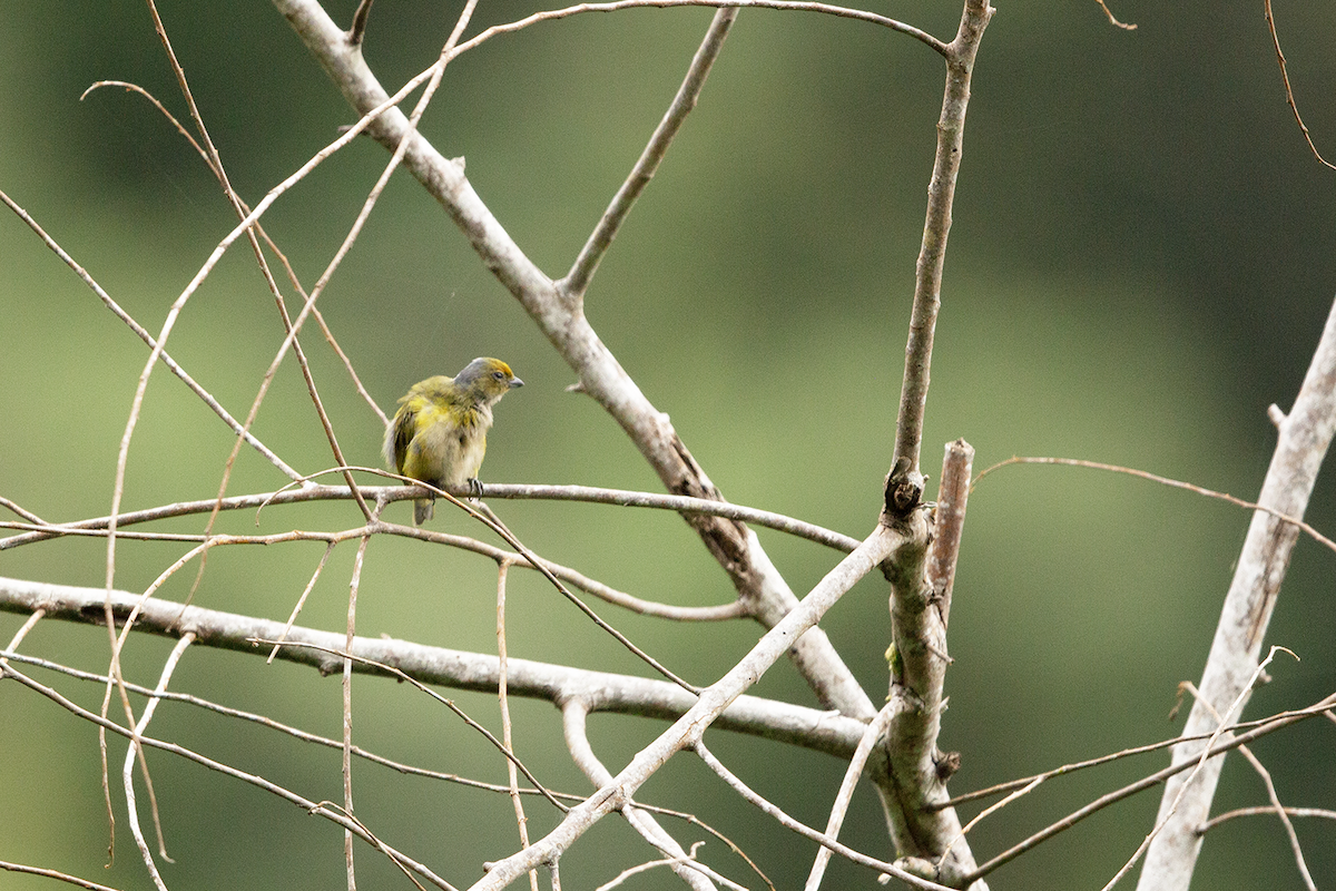 Orange-bellied Euphonia - ML618887230