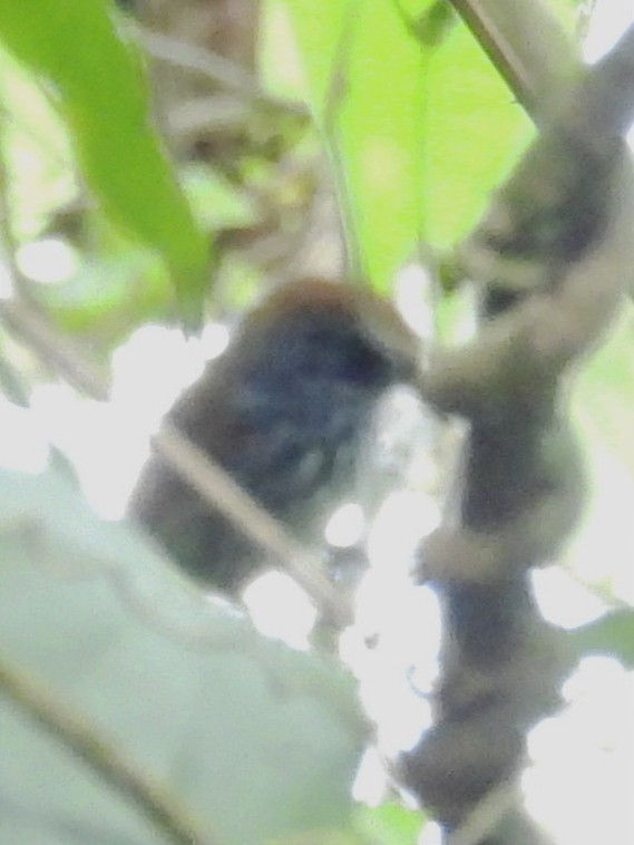 Чёрный батарито (leucostictus) - ML618887242