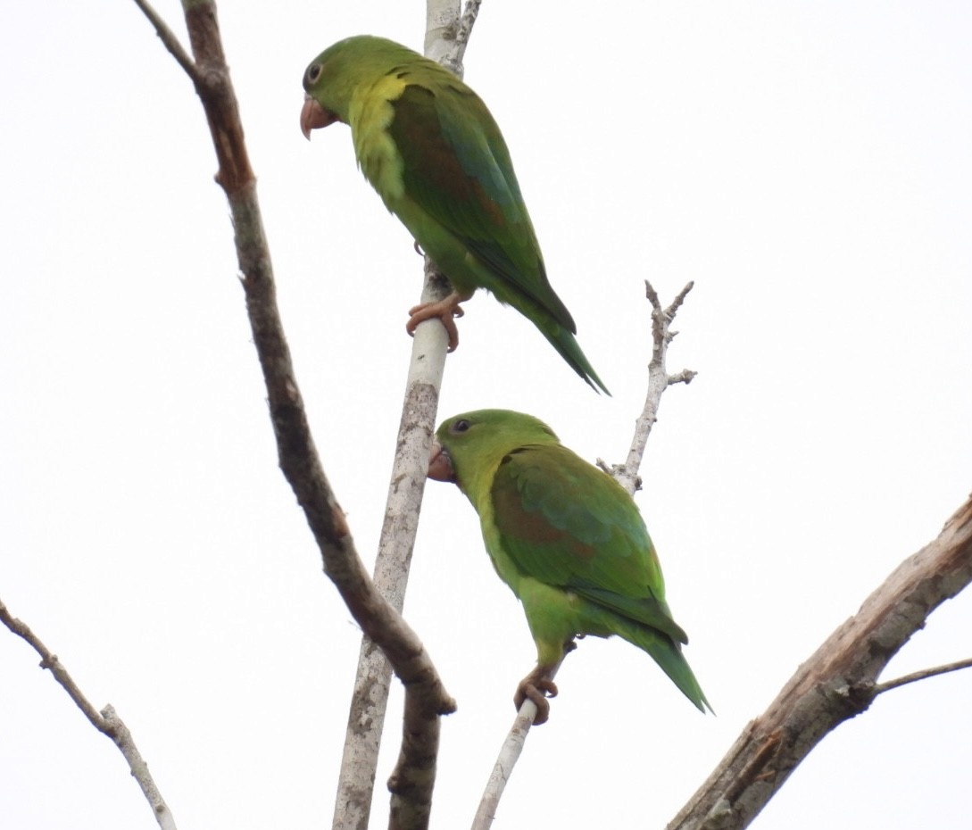 Orange-chinned Parakeet - ML618887244