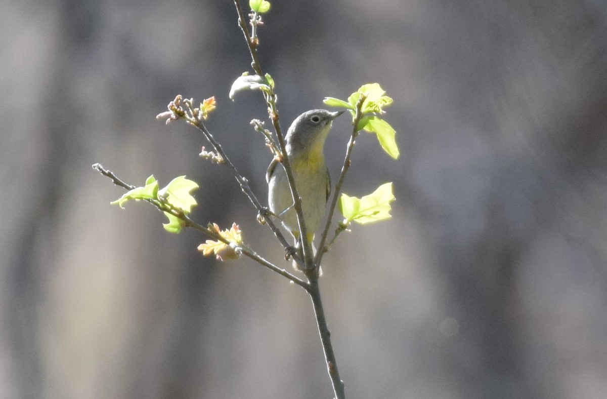 Virginia's Warbler - Dimitris Dimopoulos