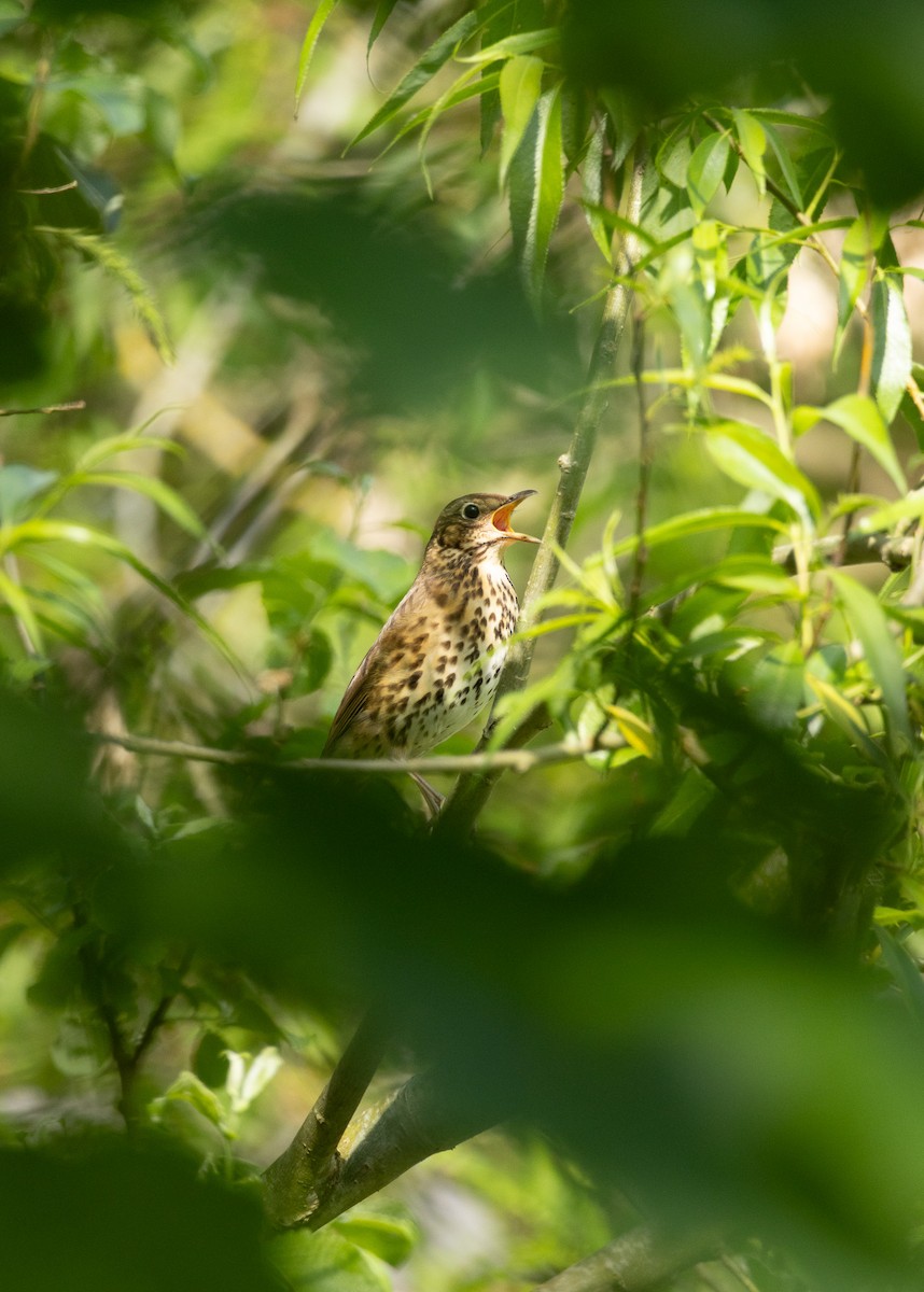 Song Thrush - Owen Tattersall