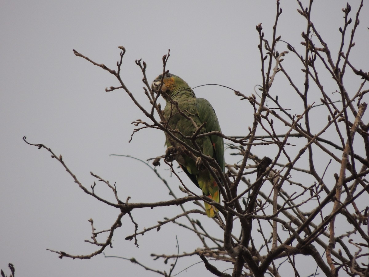 Orange-winged Parrot - ML618887264