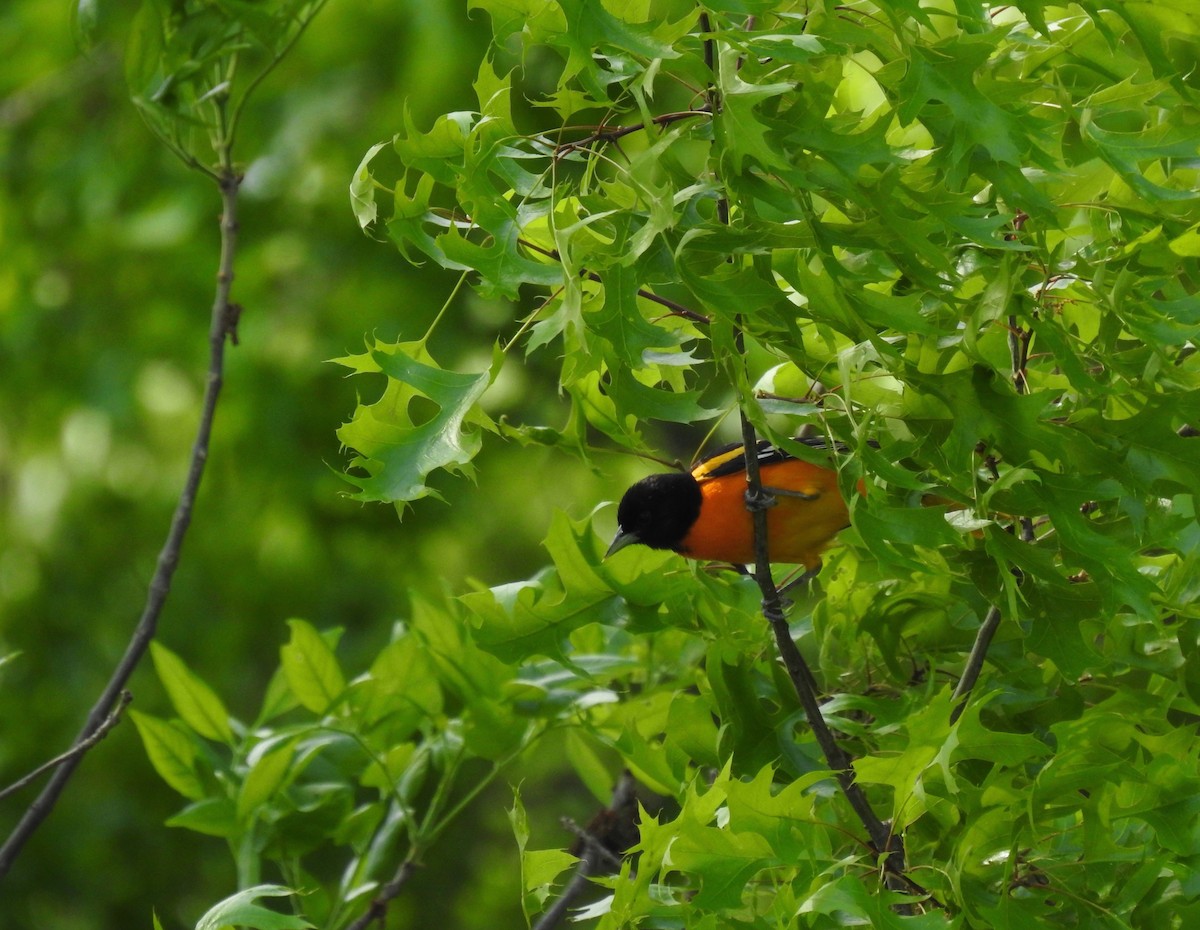 Oriole de Baltimore - ML618887265