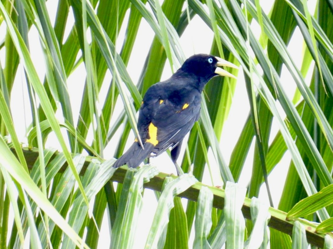 Yellow-rumped Cacique - Tiffany Erickson