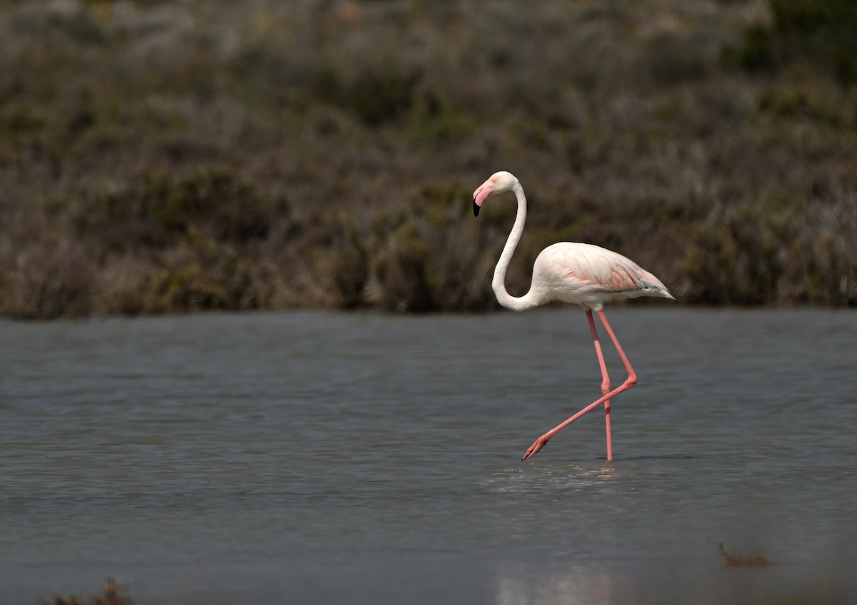 Greater Flamingo - Luigi Gennari