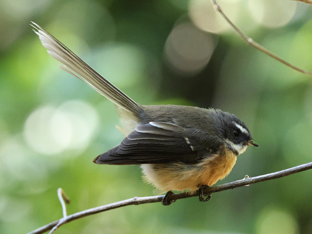 New Zealand Fantail - Mark Newsome