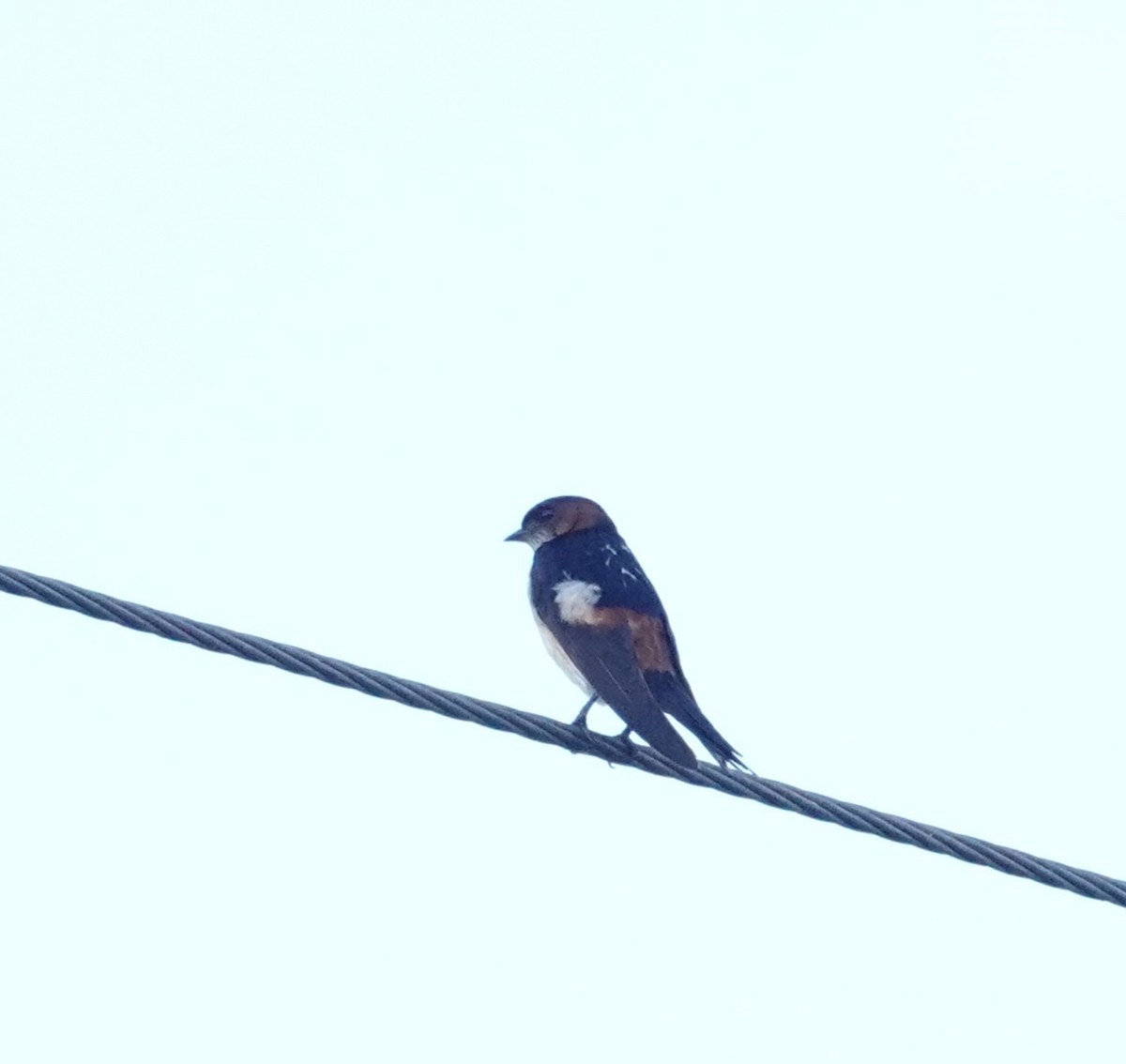 Red-rumped Swallow - ML618887378