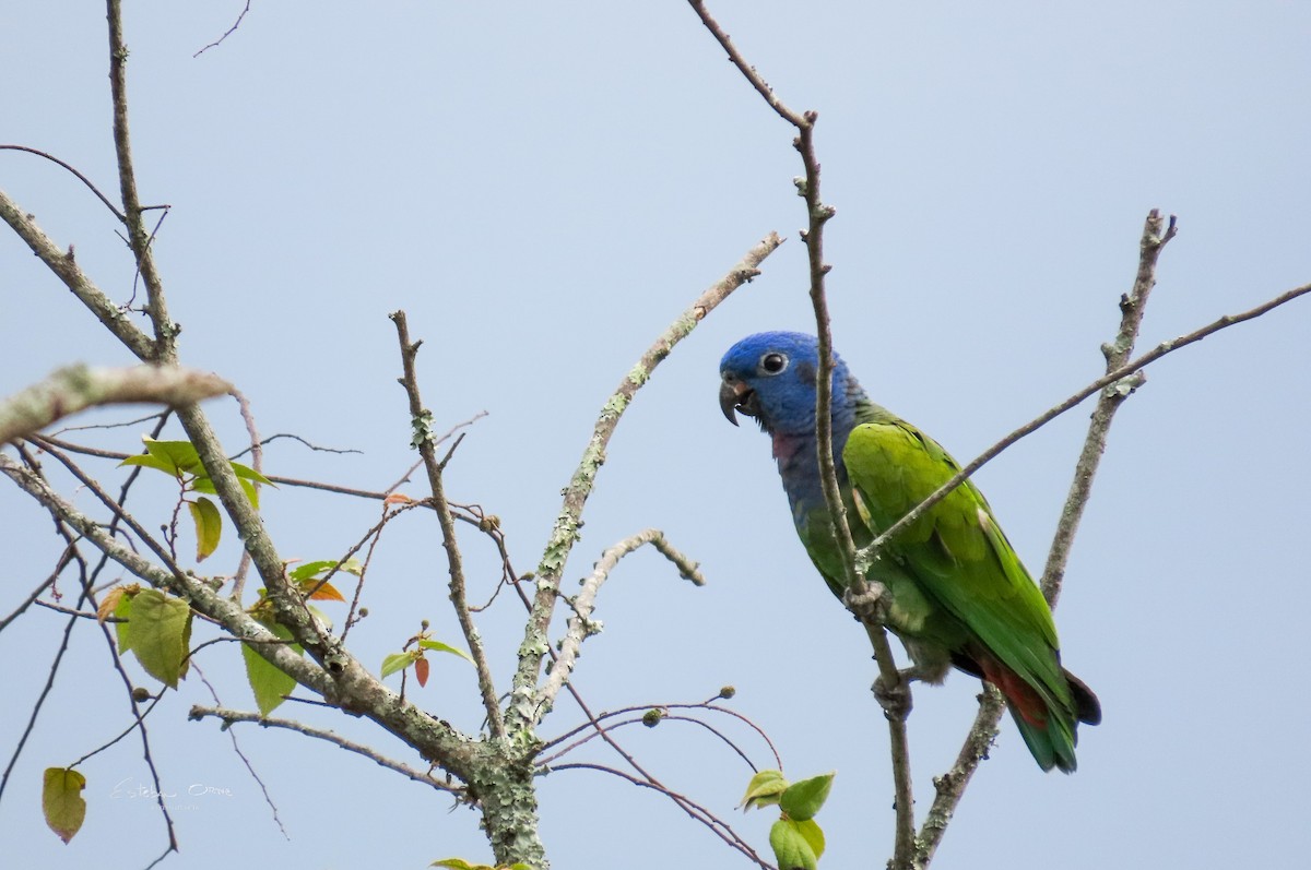 Blue-headed Parrot - Esteban Ortiz