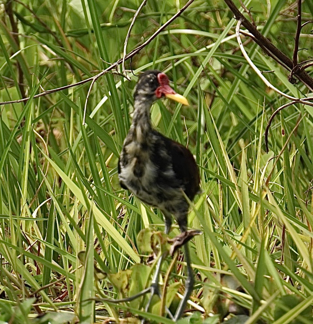 Wattled Jacana - Tiffany Erickson