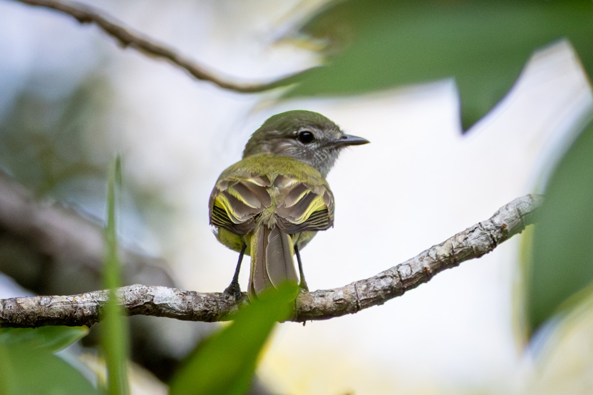 Greenish Elaenia - Michael Warner