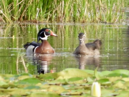 Wood Duck - ML618887469