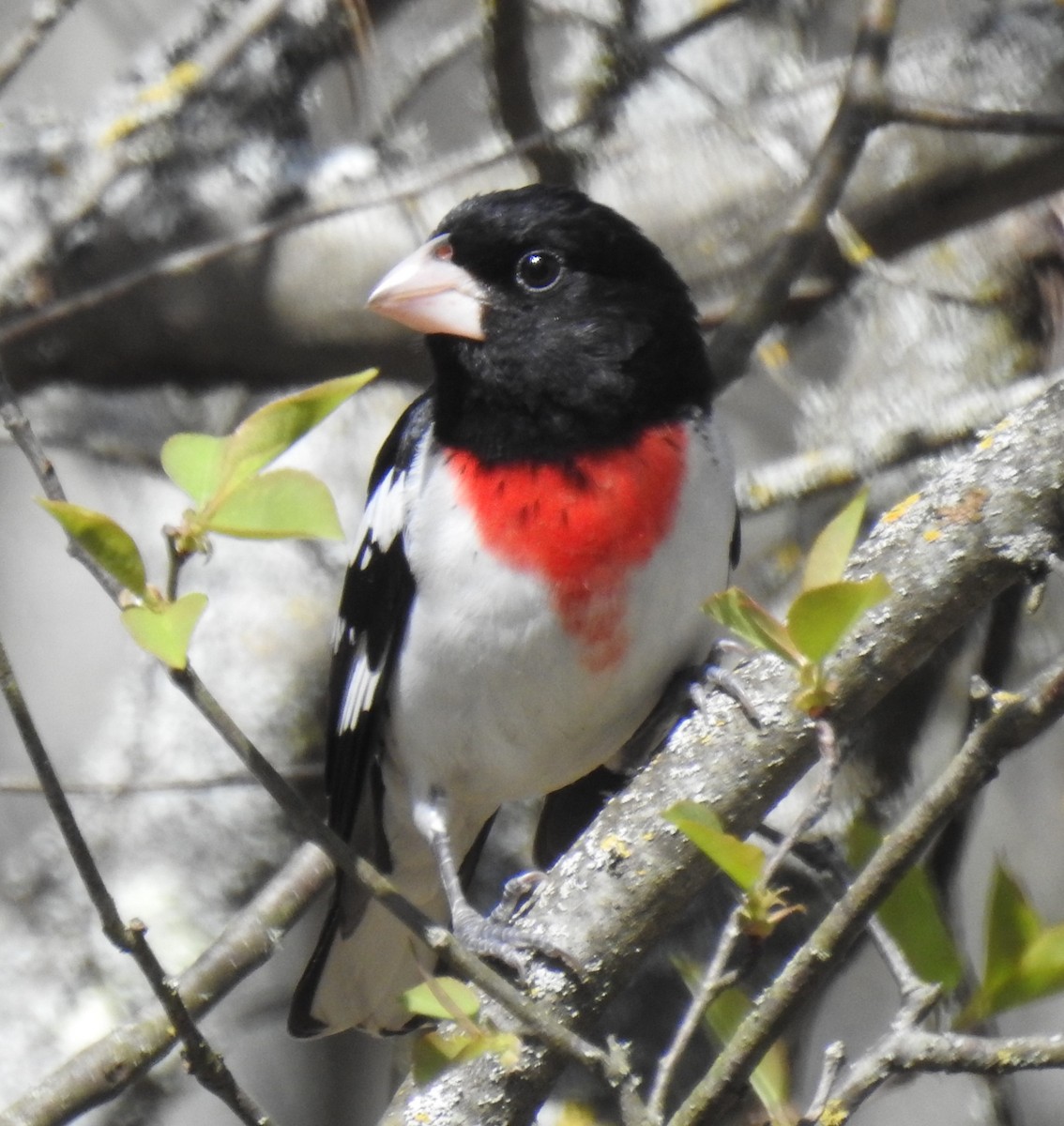 Rose-breasted Grosbeak - Harry Colestock