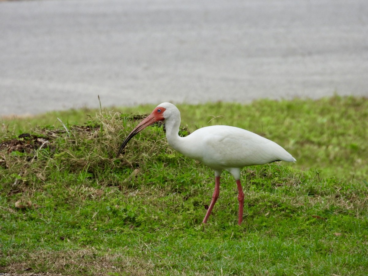 Ibis blanc - ML618887479