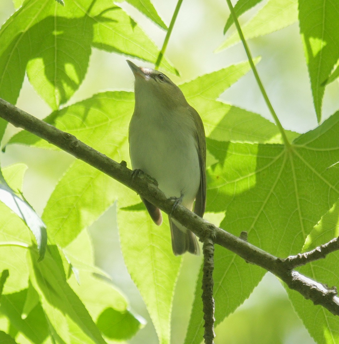 Red-eyed Vireo - Margaret Poethig