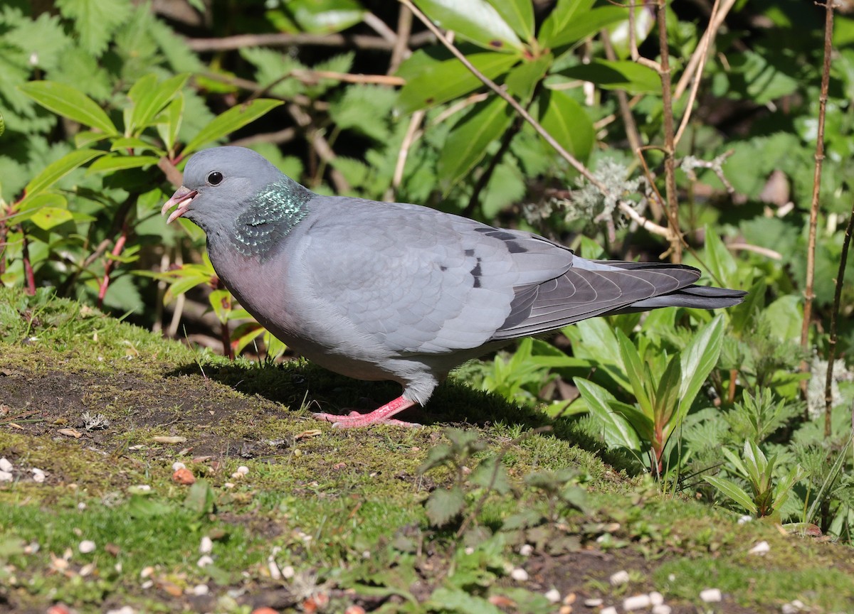 Stock Dove - ML618887524