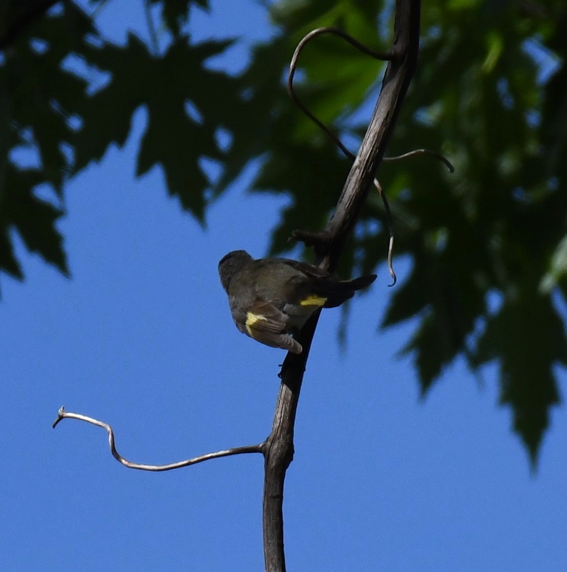 American Redstart - Carolyn Holland